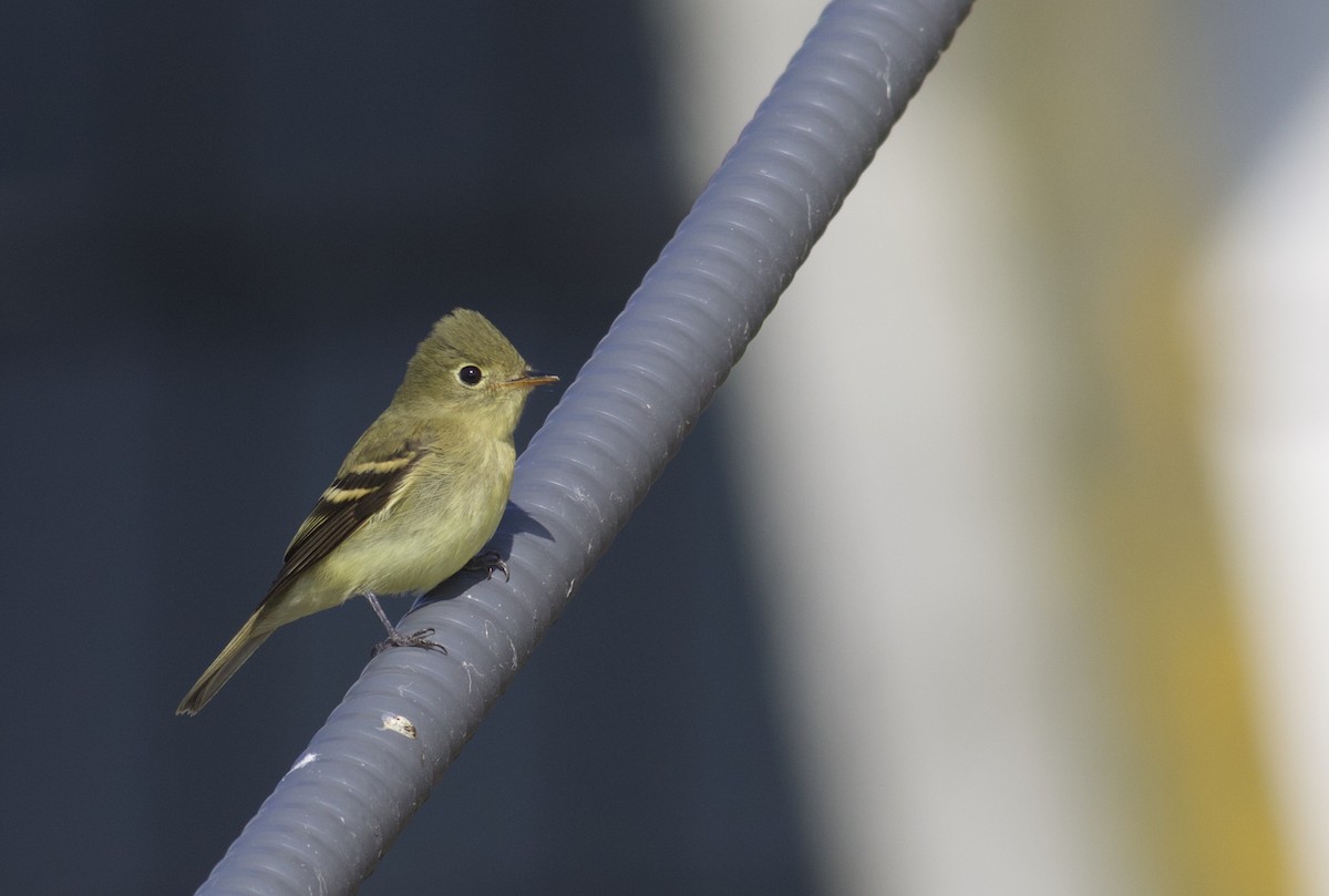 Yellow-bellied Flycatcher - Nathan Dubrow