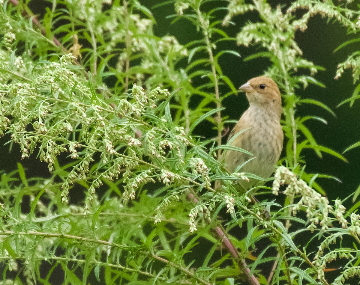Indigo Bunting - ML370318261