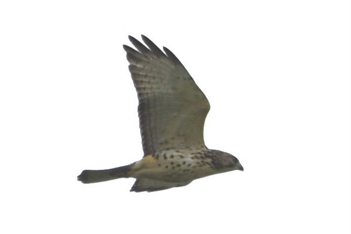 Broad-winged Hawk - ML370318651