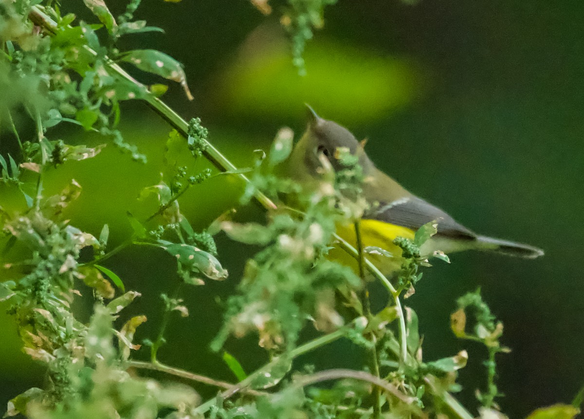 Magnolia Warbler - ML370318971