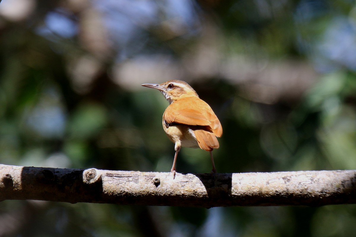 Pale-legged Hornero - Ian Thompson