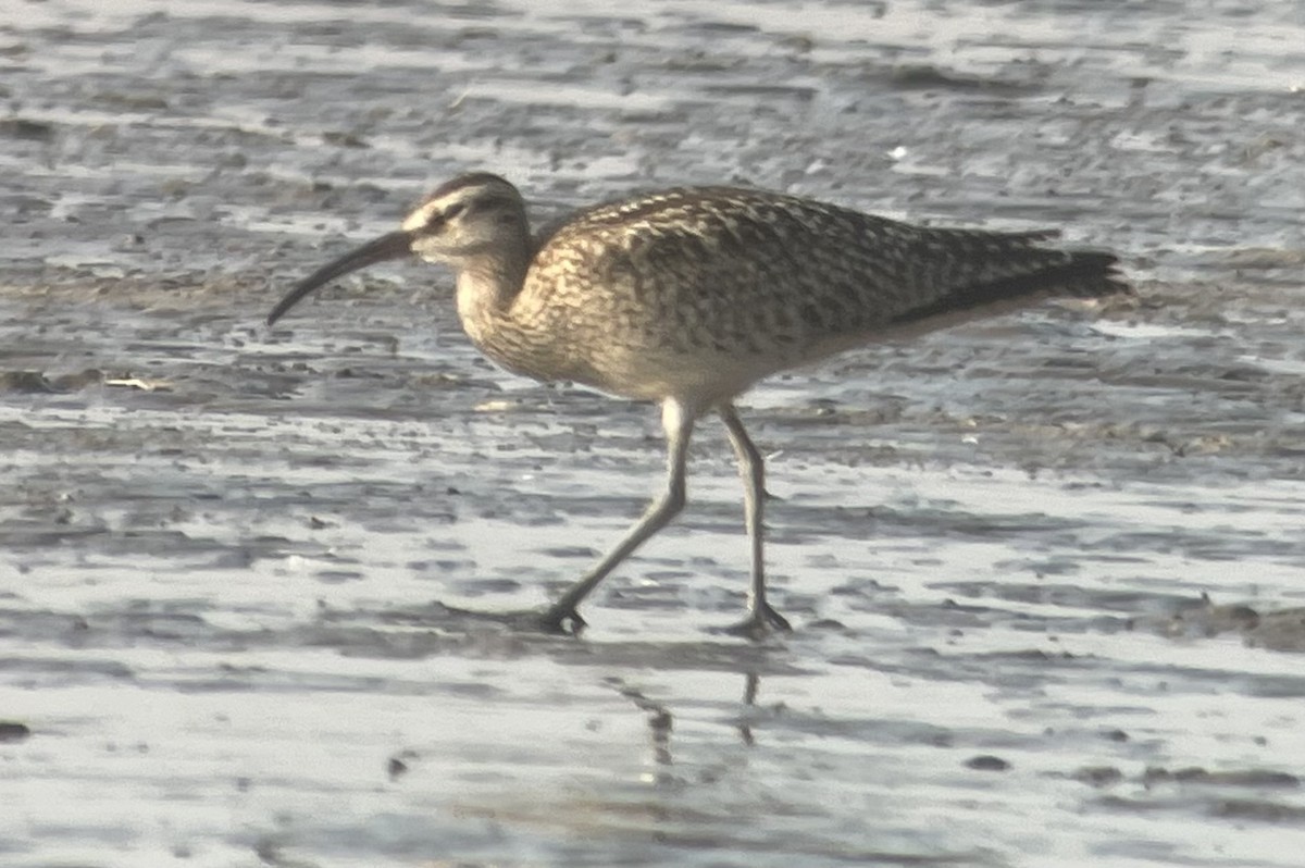 Whimbrel - Cheryl Huizinga