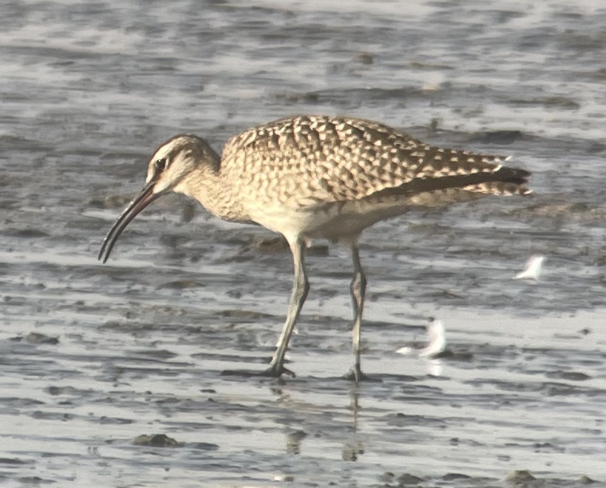 Whimbrel - Cheryl Huizinga