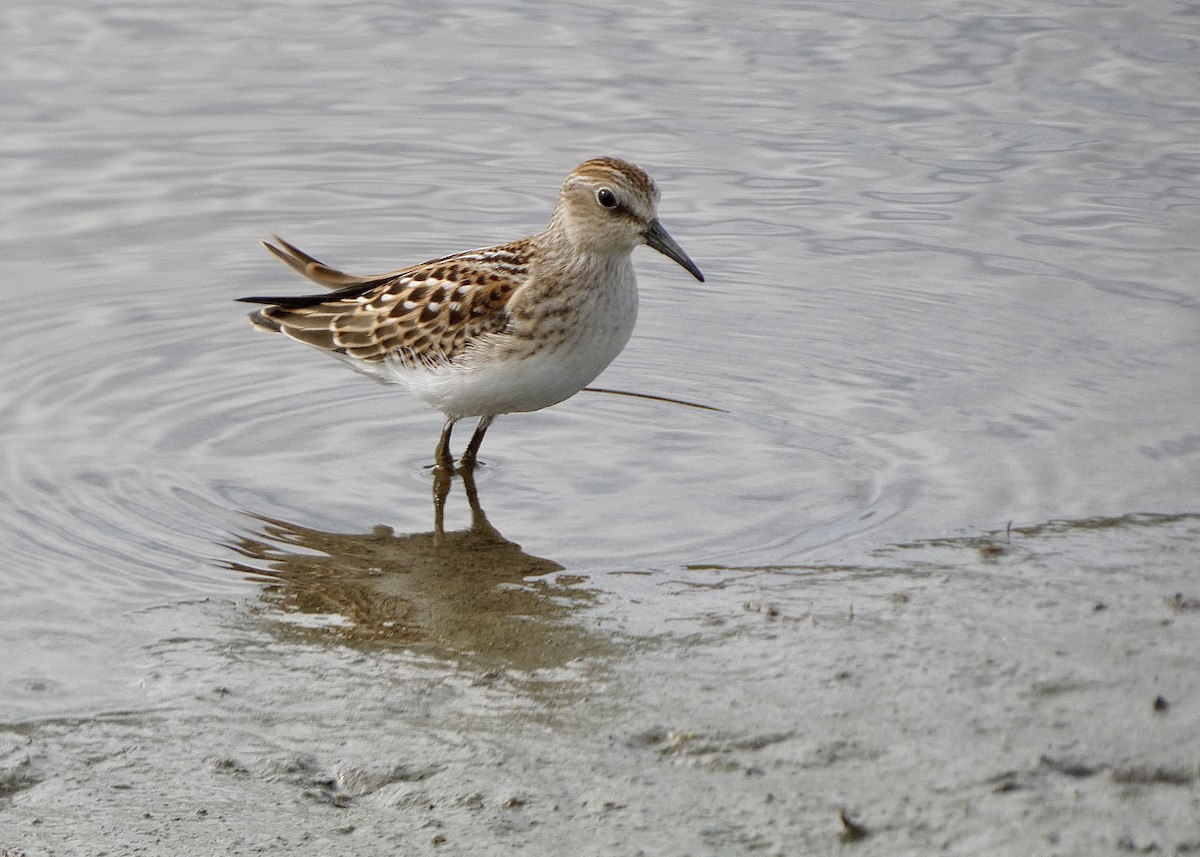 Least Sandpiper - ML370319801