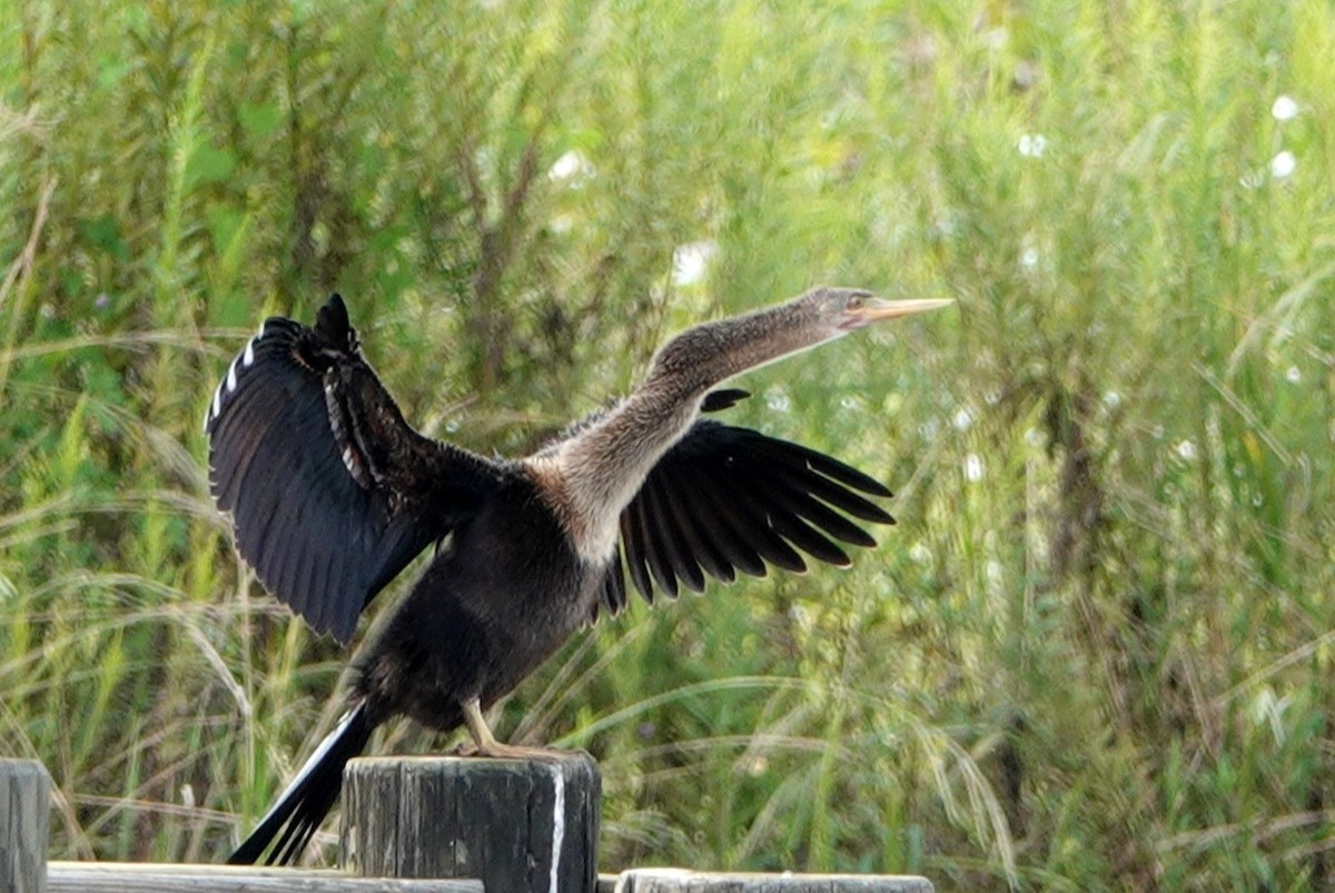 Amerika-Schlangenhalsvogel - ML370321491