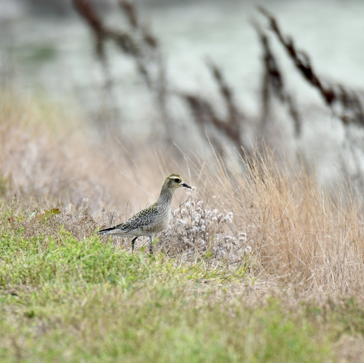 American Golden-Plover - ML370321661