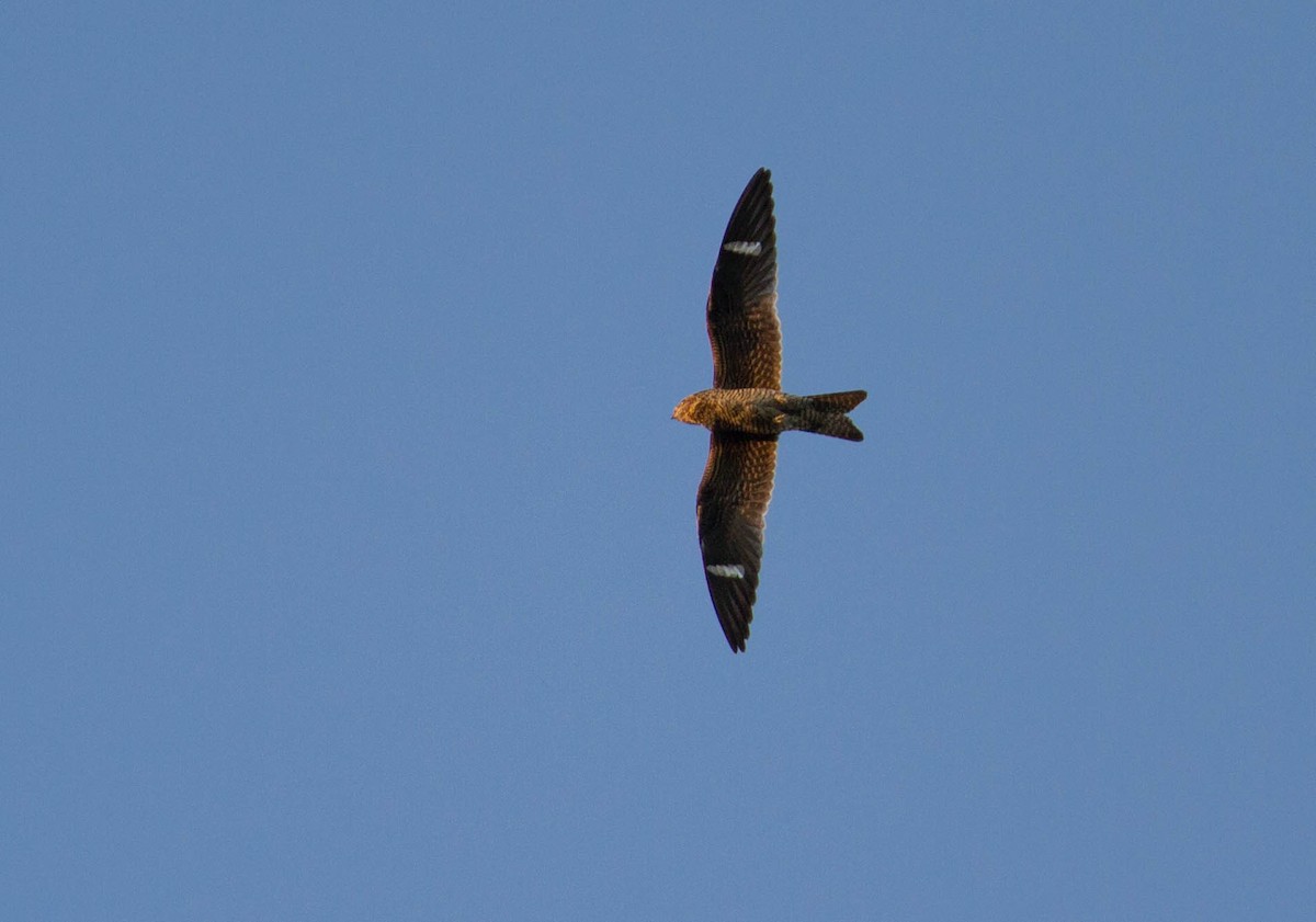 Common Nighthawk - J B