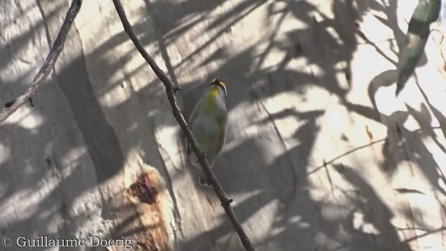 Pardalote à point jaune - ML370322811