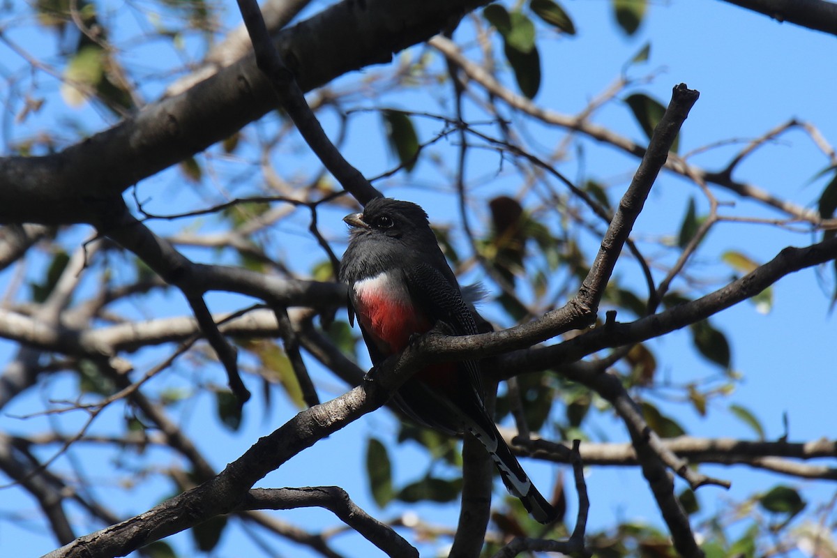 Blue-crowned Trogon - ML37032321