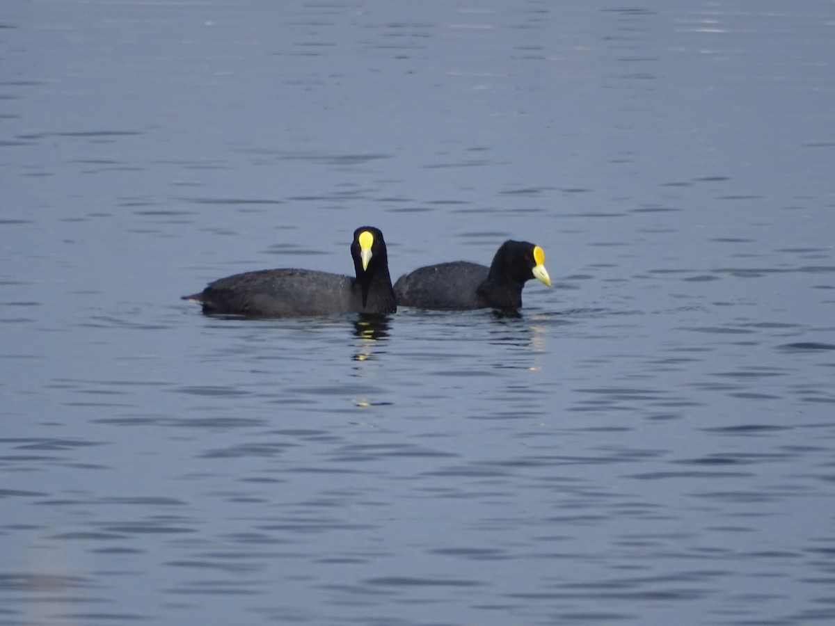 White-winged Coot - ML370323311