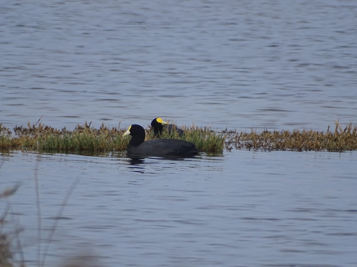 White-winged Coot - ML370323321