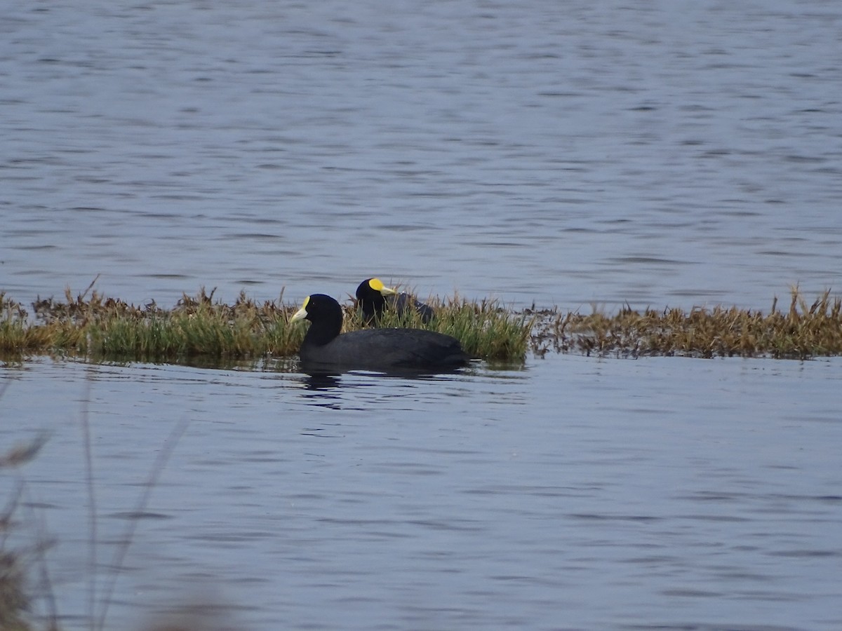 White-winged Coot - Charly Moreno Taucare