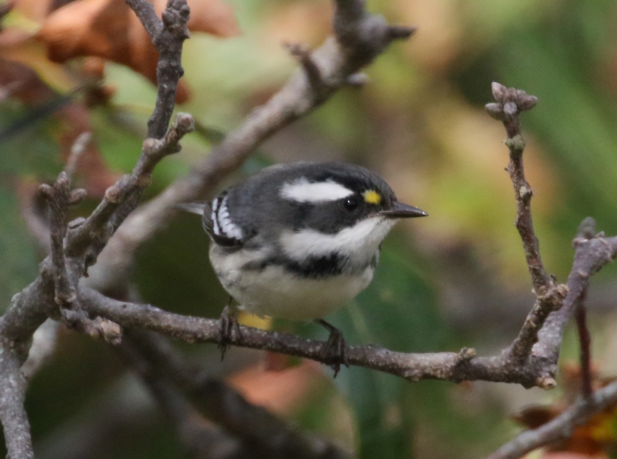 Black-throated Gray Warbler - Bob Shriber