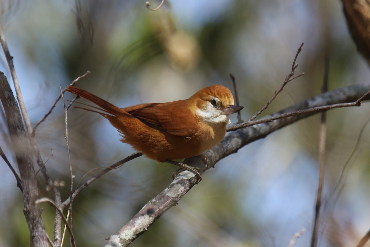 Great Xenops - Ian Thompson