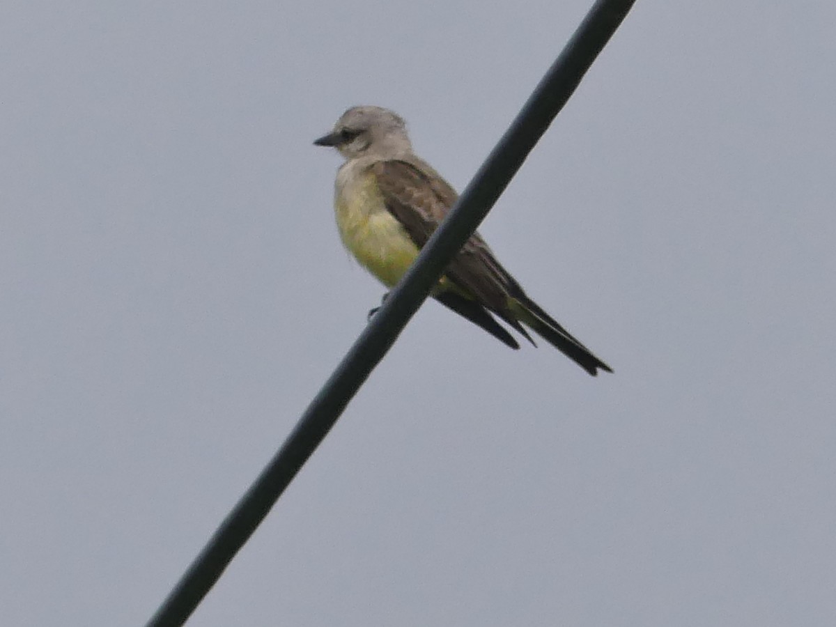 Western Kingbird - ML370325951