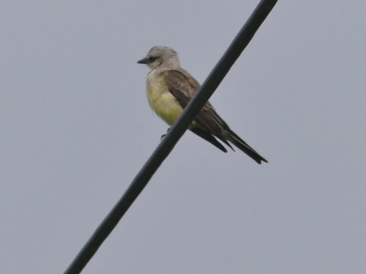 Western Kingbird - ML370325971