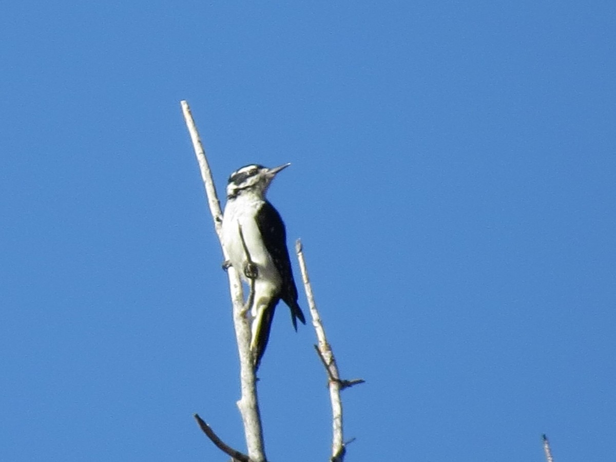 Hairy Woodpecker - ML37032711