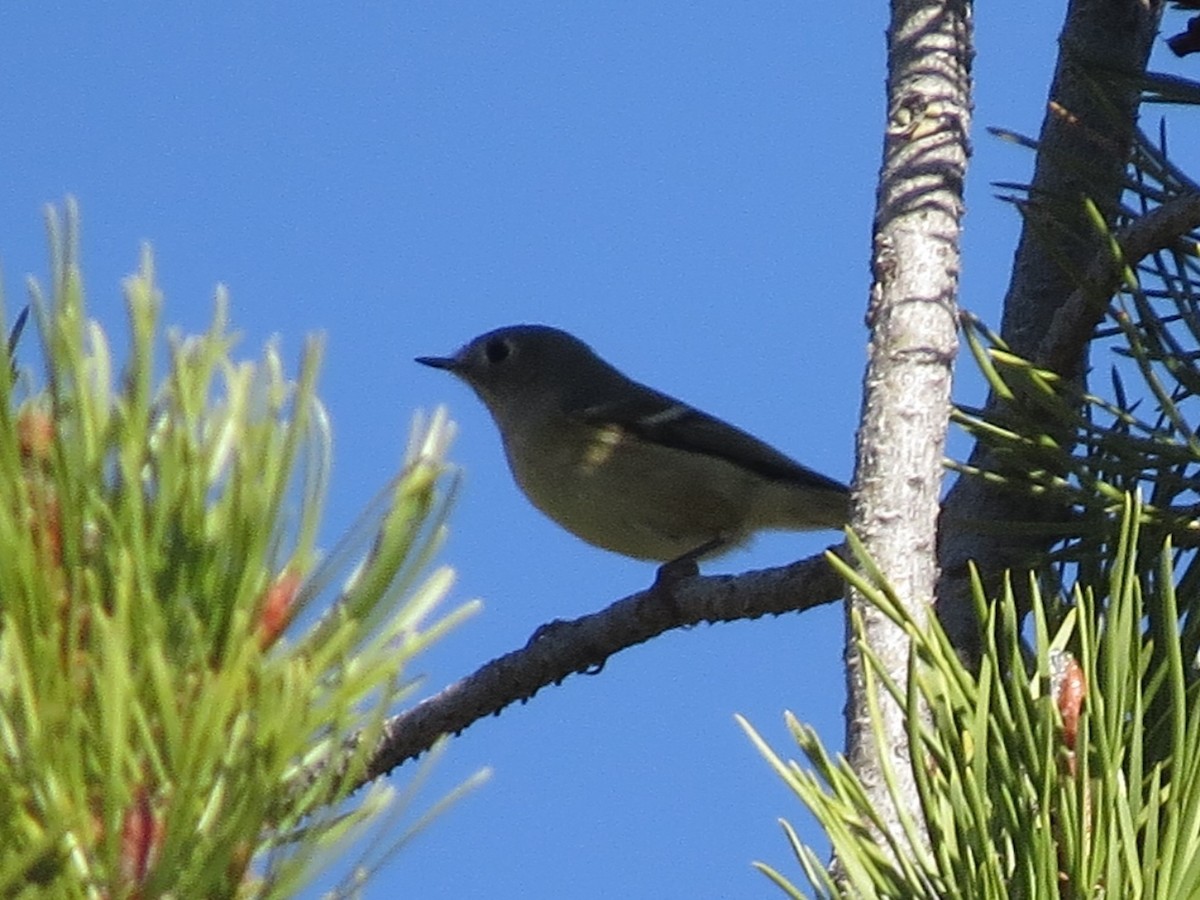 Ruby-crowned Kinglet - ML37032731