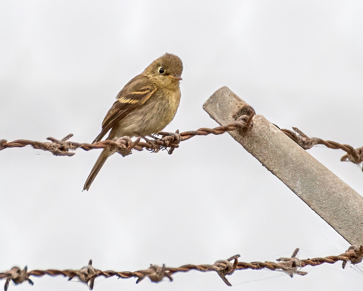 Western Flycatcher (Pacific-slope) - ML370327491