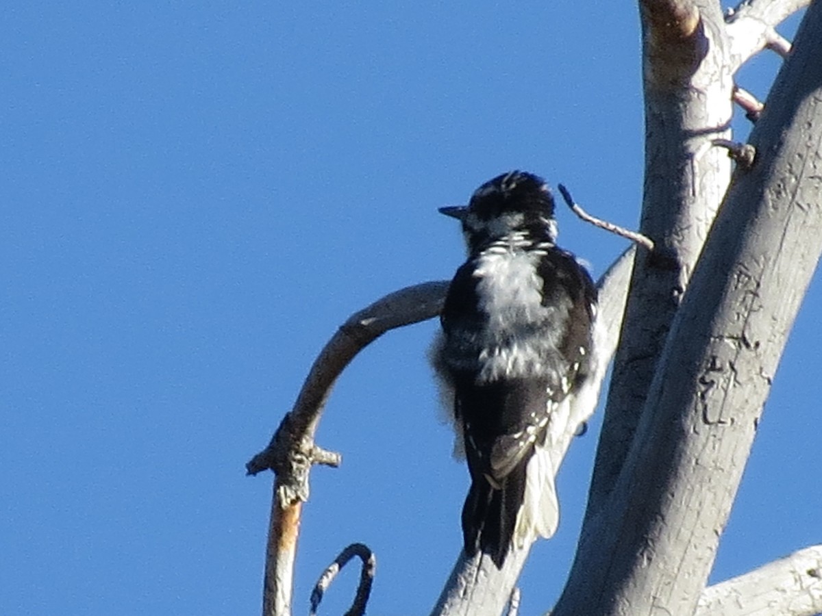 Hairy Woodpecker - Sharyn Isom