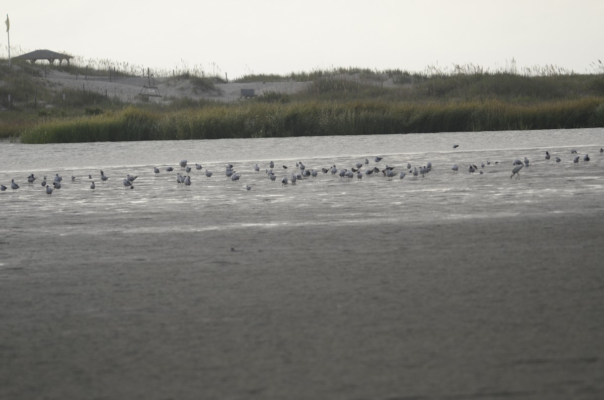 Caspian Tern - ML370329651