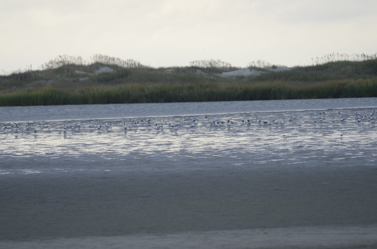 Caspian Tern - Gabriel Ricketts