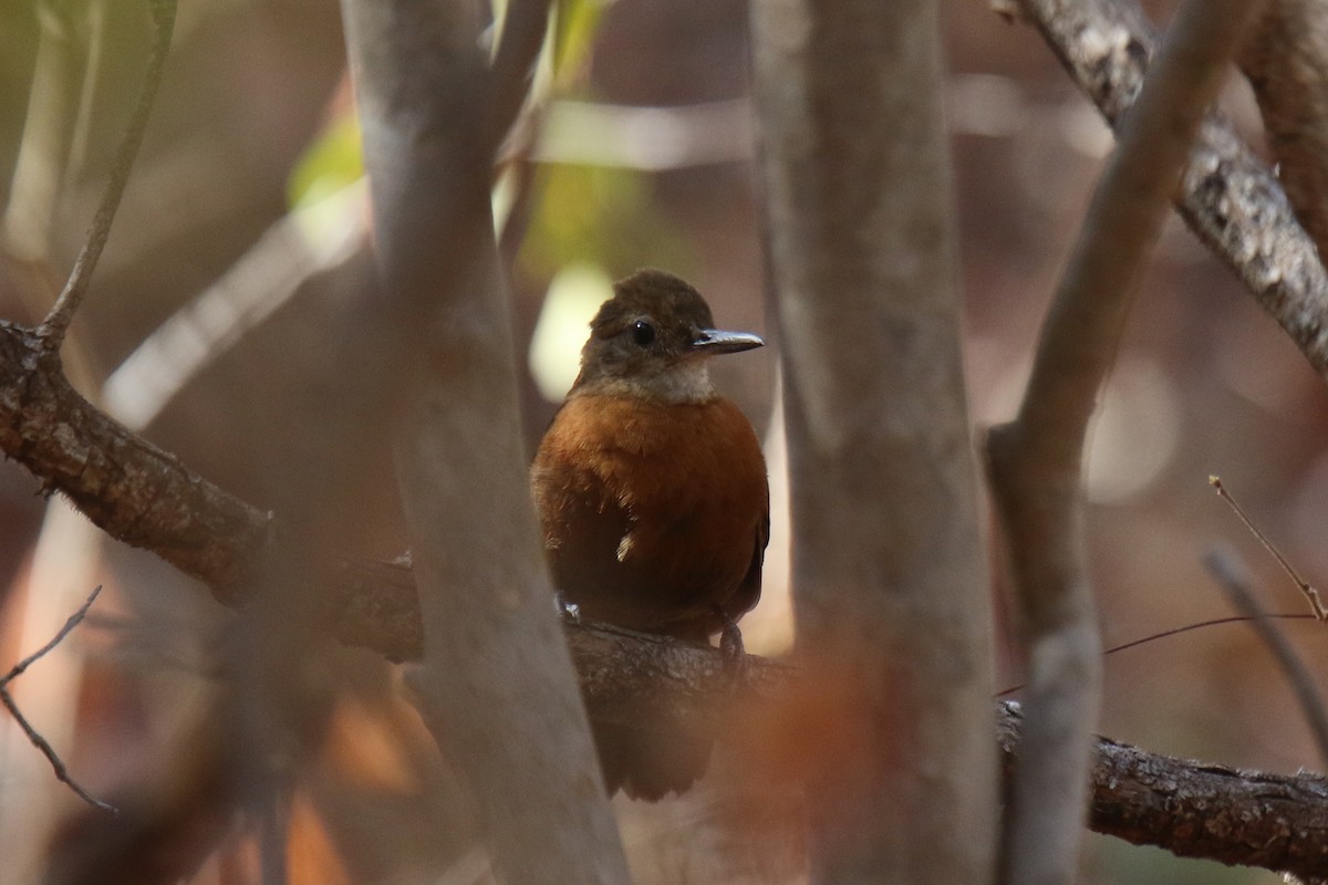 Rufous-breasted Leaftosser (Ceara) - ML37033181