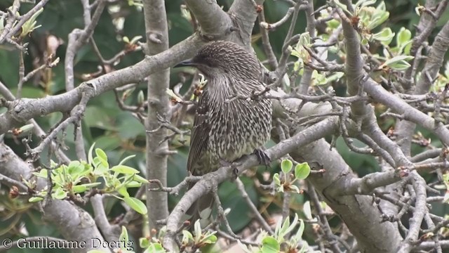 Little Wattlebird - ML370332861