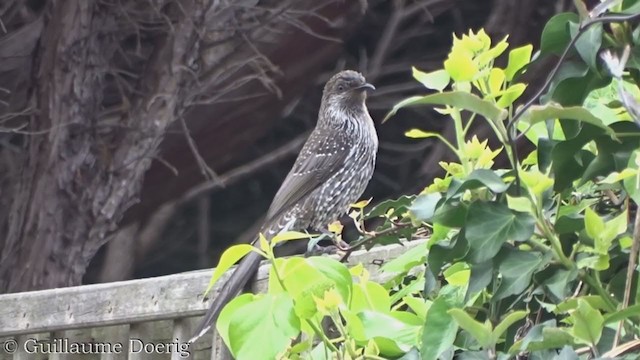 Little Wattlebird - ML370333171