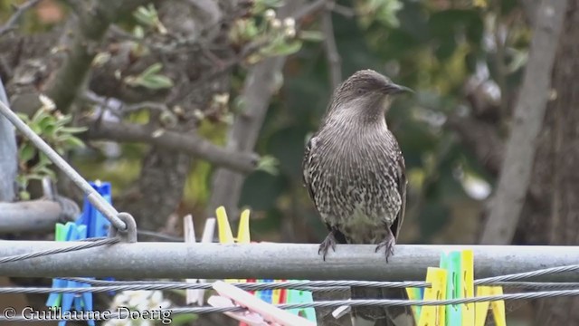 Little Wattlebird - ML370334031