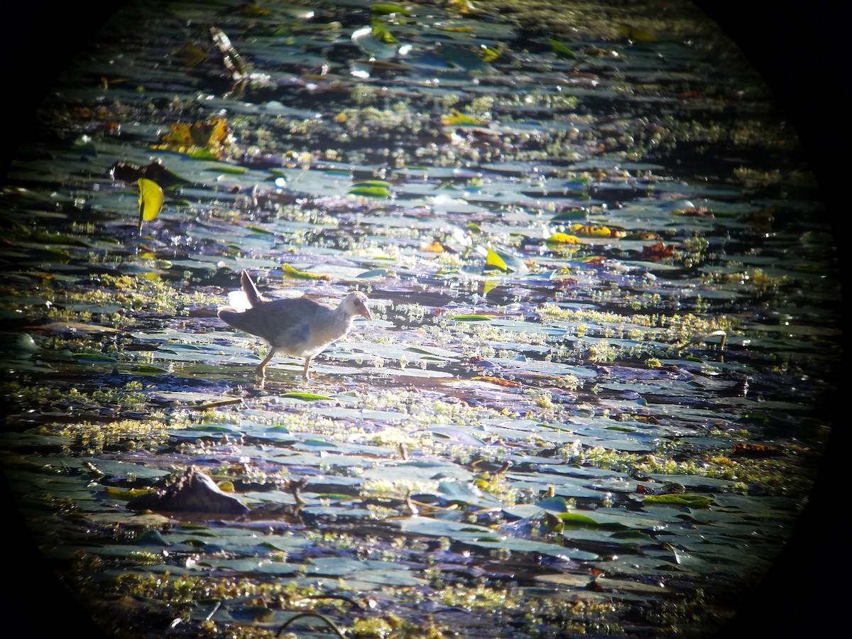 Purple Gallinule - ML37033461