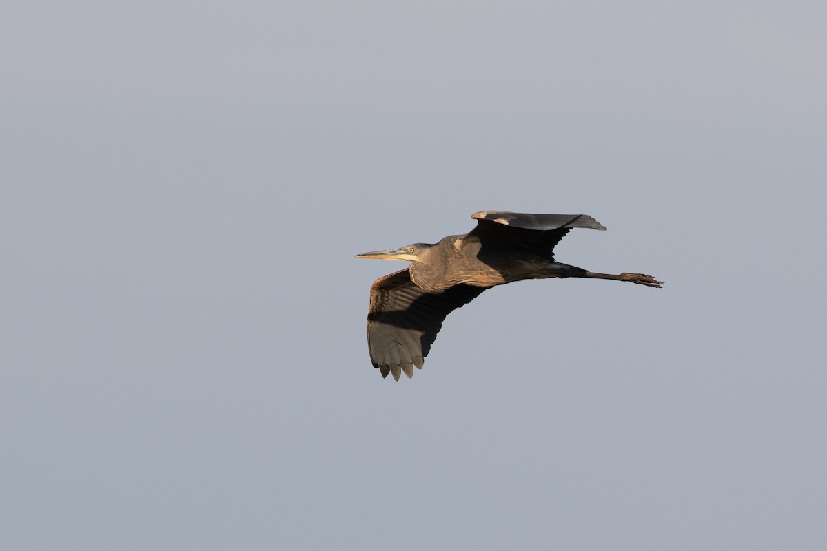 Great Blue Heron - ML370335281