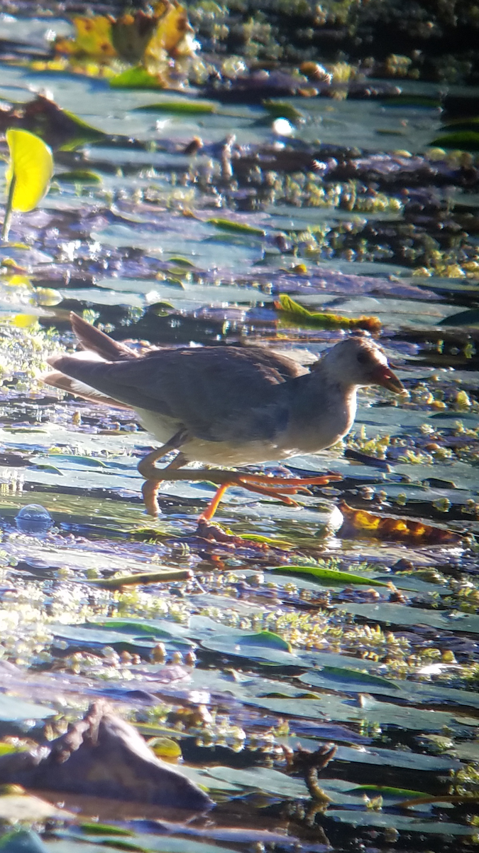 Purple Gallinule - ML37033531