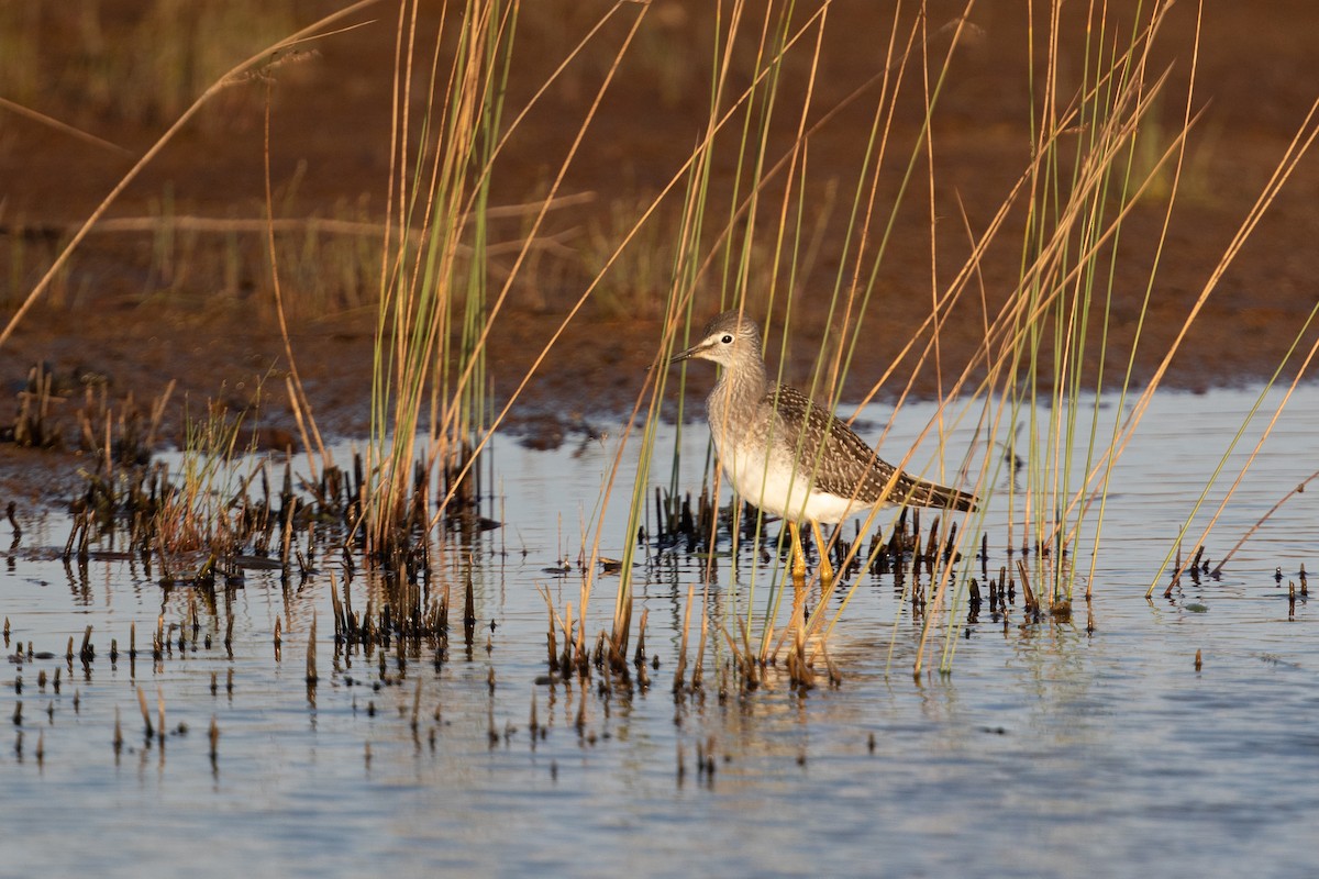 Lesser Yellowlegs - ML370335351