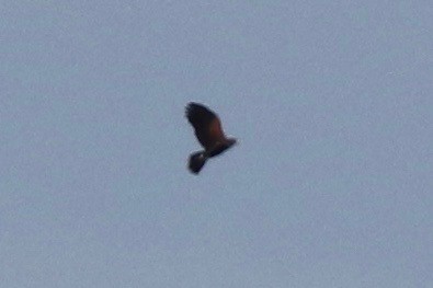 Harris's Hawk - ML37033601