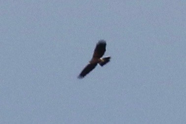 Harris's Hawk - ML37033611