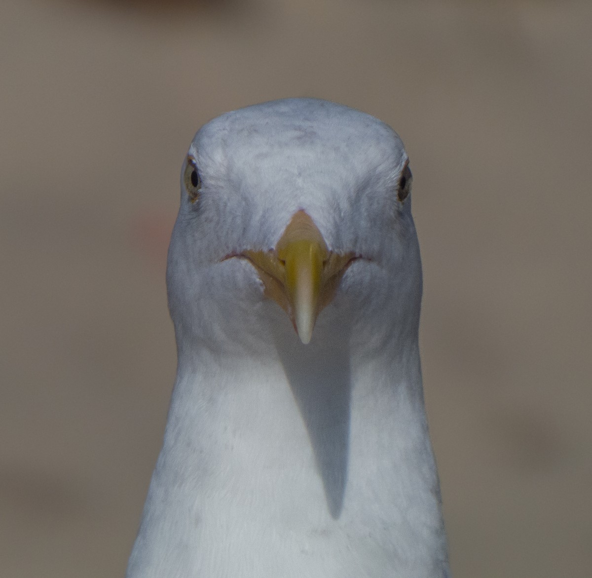 Western Gull - ML370336191