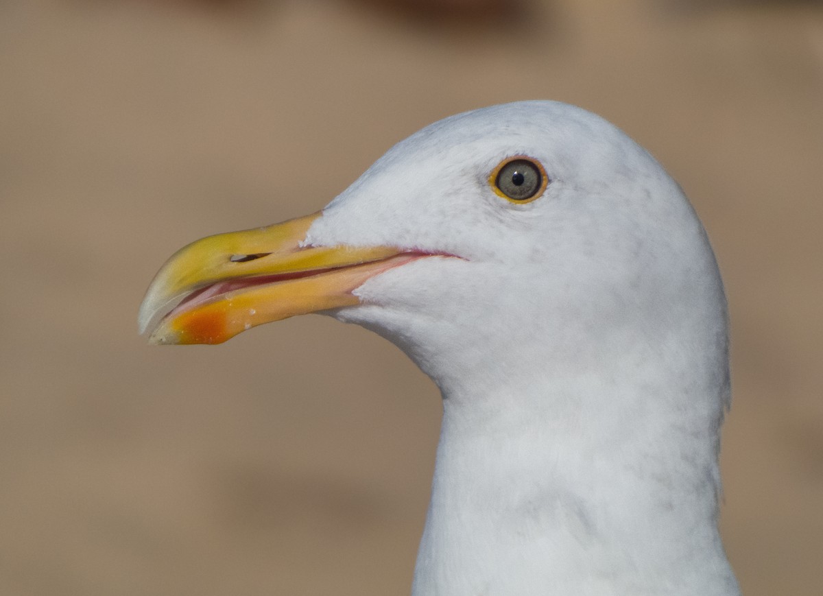 Western Gull - ML370336211