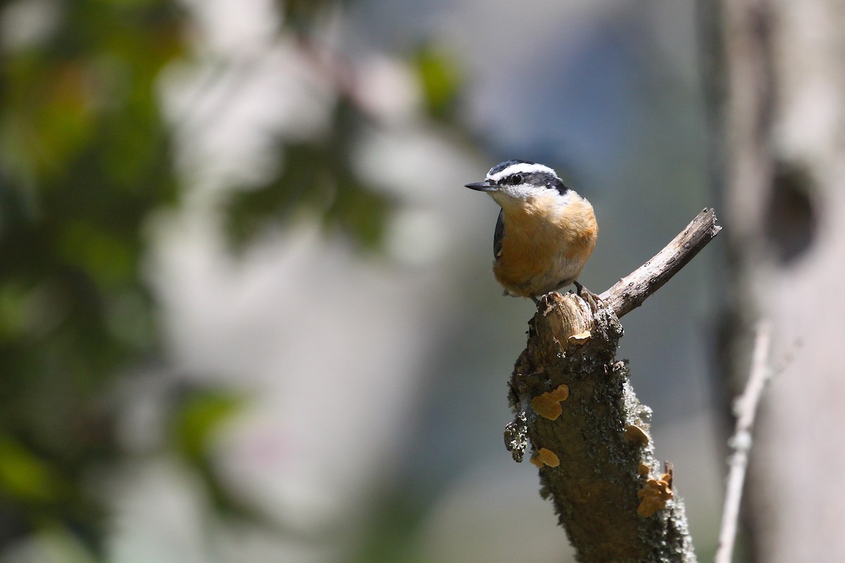 Red-breasted Nuthatch - ML370337051