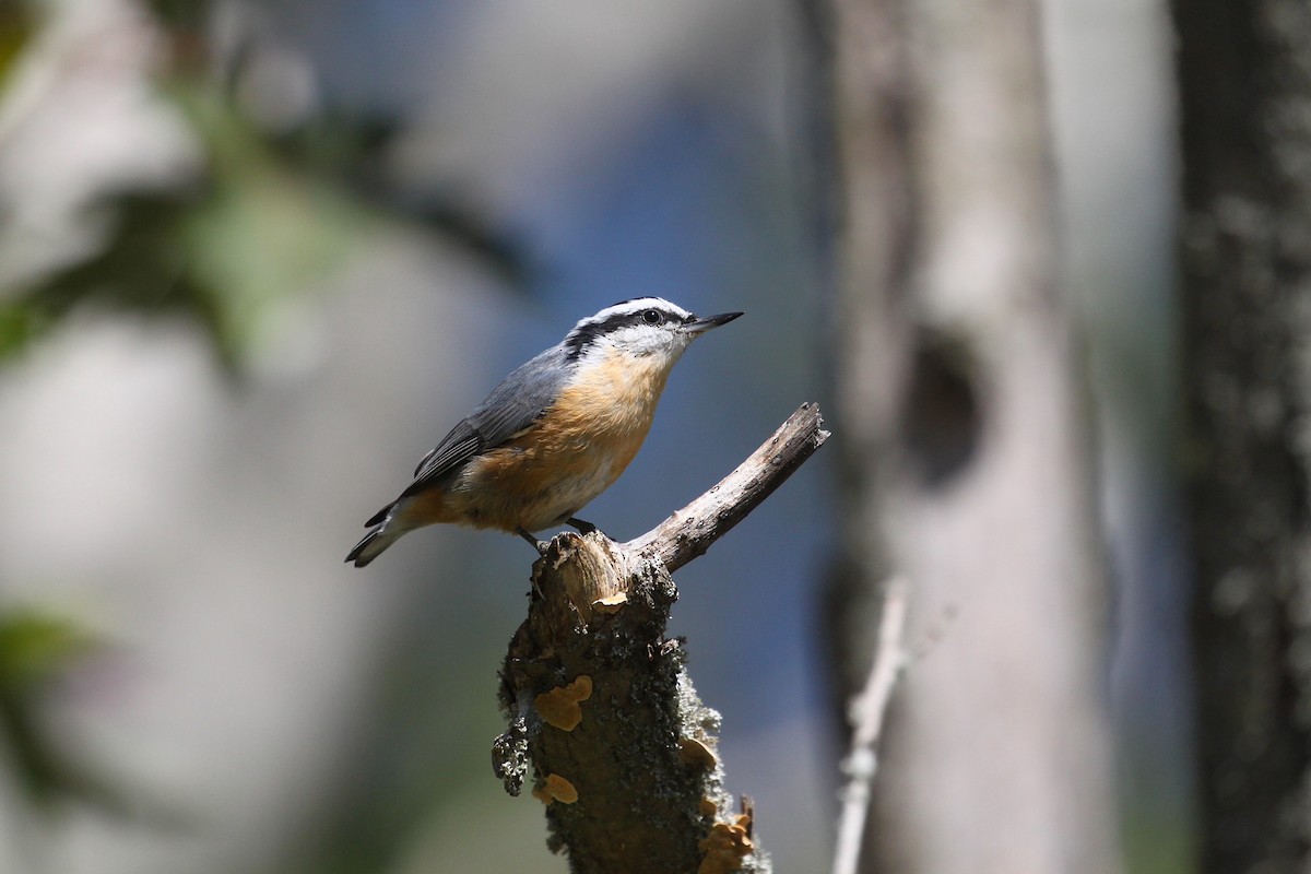 Red-breasted Nuthatch - ML370337061
