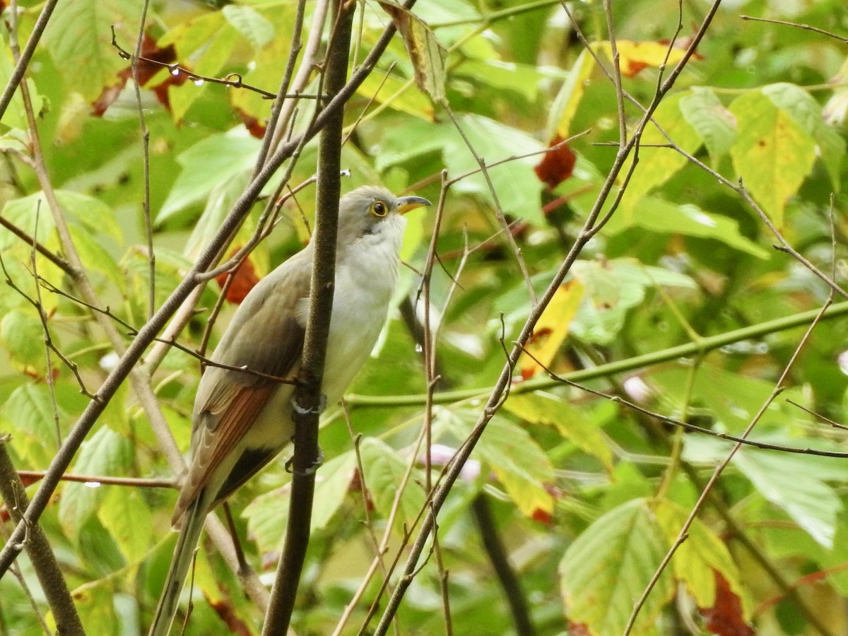 Yellow-billed Cuckoo - ML370338891