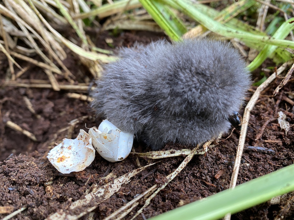 Leach's Storm-Petrel - ML370339631