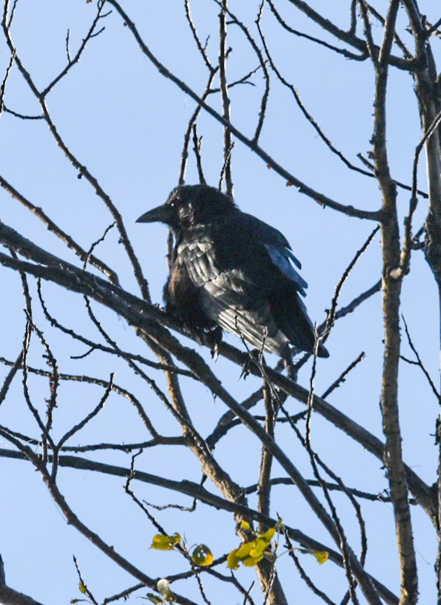 Amerikakrähe - ML370339821