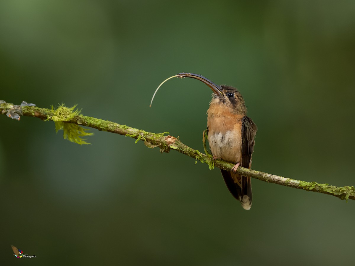 Bronzy Hermit - Fernando Burgalin Sequeria