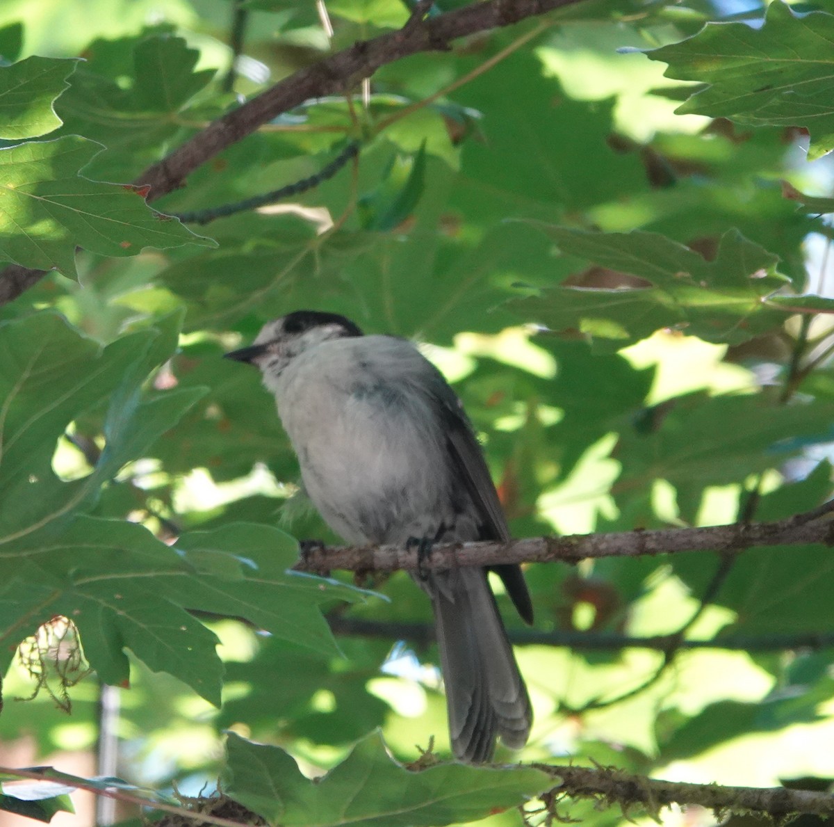 Canada Jay - ML370341781