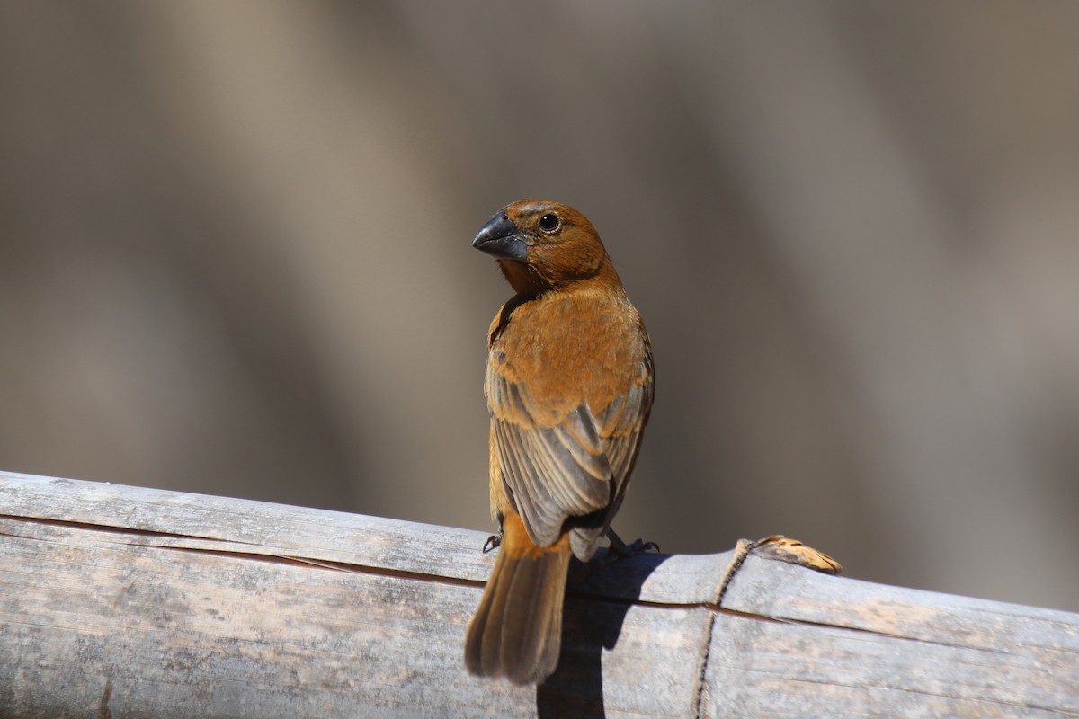 Ultramarine Grosbeak - ML37034361