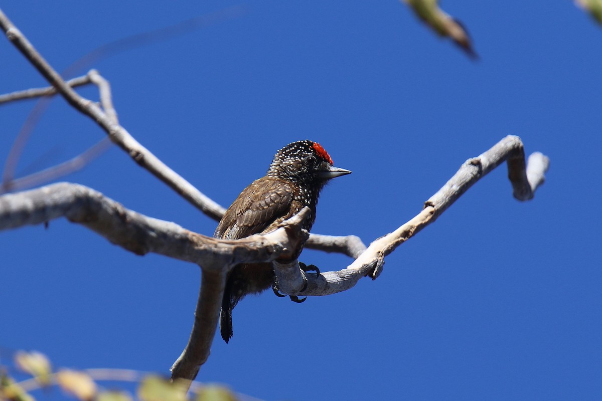 Spotted Piculet - Ian Thompson