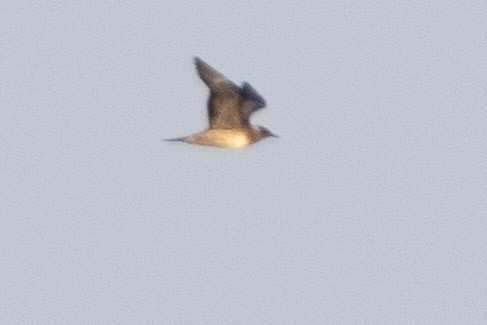 Long-tailed Jaeger - Phil Chaon