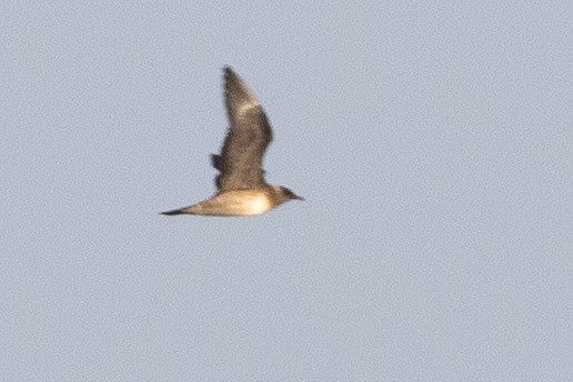 Long-tailed Jaeger - ML370344851