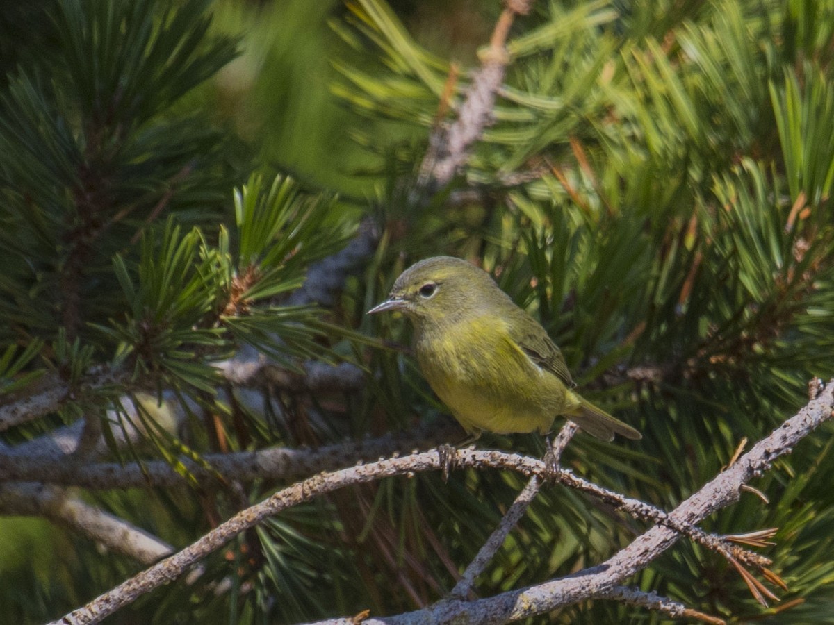 Orange-crowned Warbler - ML370345001